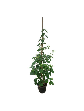 Hortenzija laipiojančioji (Lot Hydrangea anomala) C5/P23 125-150 CM-LAIPIOJANČIOSIOS HORTENZIJOS-HORTENZIJOS