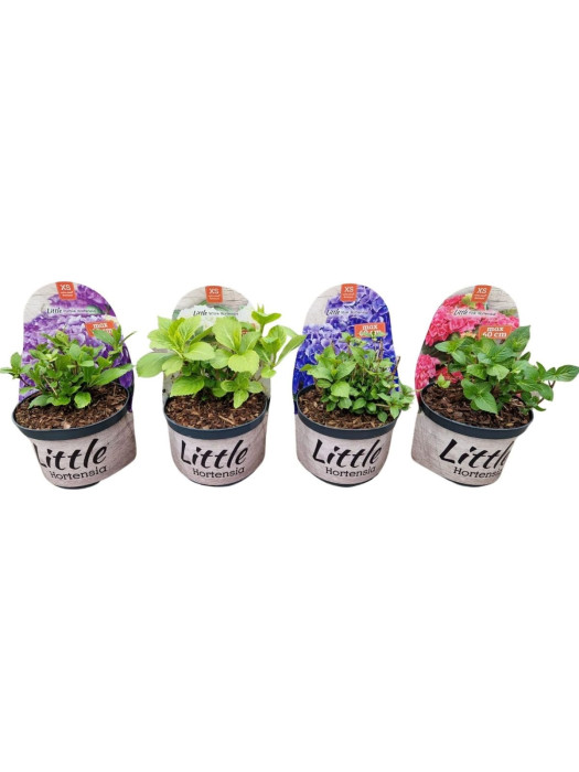 Hortenzija didžialapė (Lot Hydrangea m.) 'Little Collection' C2/P17 POTCOVER-DIDŽIALAPĖS HORTENZIJOS-HORTENZIJOS
