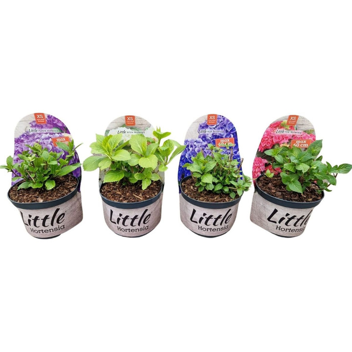 Hortenzija didžialapė (Lot Hydrangea m.) 'Little Collection' C2/P17 POTCOVER-DIDŽIALAPĖS HORTENZIJOS-HORTENZIJOS