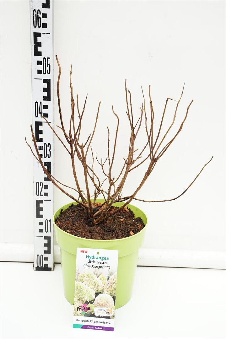 Šluotelinė hortenzija (Lot Hydrangea pan.) 'Little Fresco' C5/P23 | ŠLUOTELINĖS HORTENZIJOS | HORTENZIJOS