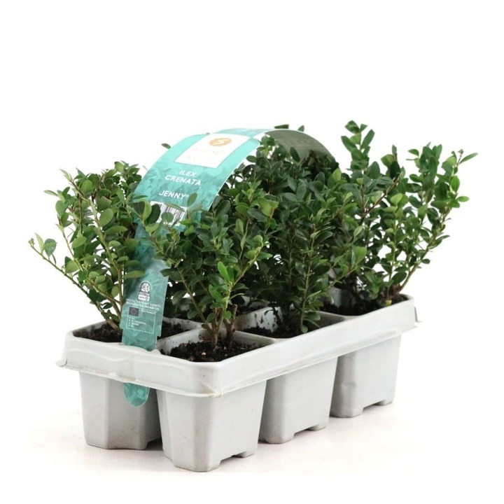 Rinčiuotasis bugienis (Lot Ilex cren.