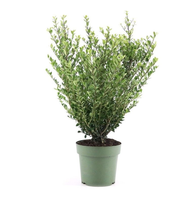 Rinčiuotasis bugienis (Lot Ilex cren.) 'Jenny' C4/P21 40-50 CM-BUGIENIAI-KRŪMAI