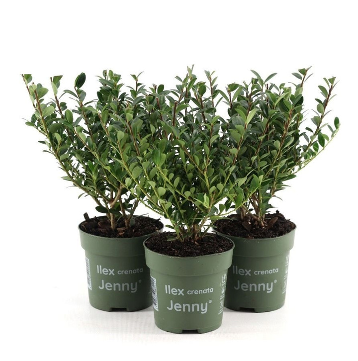 Rinčiuotasis bugienis (Lot Ilex cren.) 'Jenny' P10.