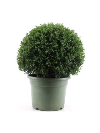 Rinčiuotasis bugienis (Lot Ilex crenata) 70 CM BALL C45-BUGIENIAI-KRŪMAI