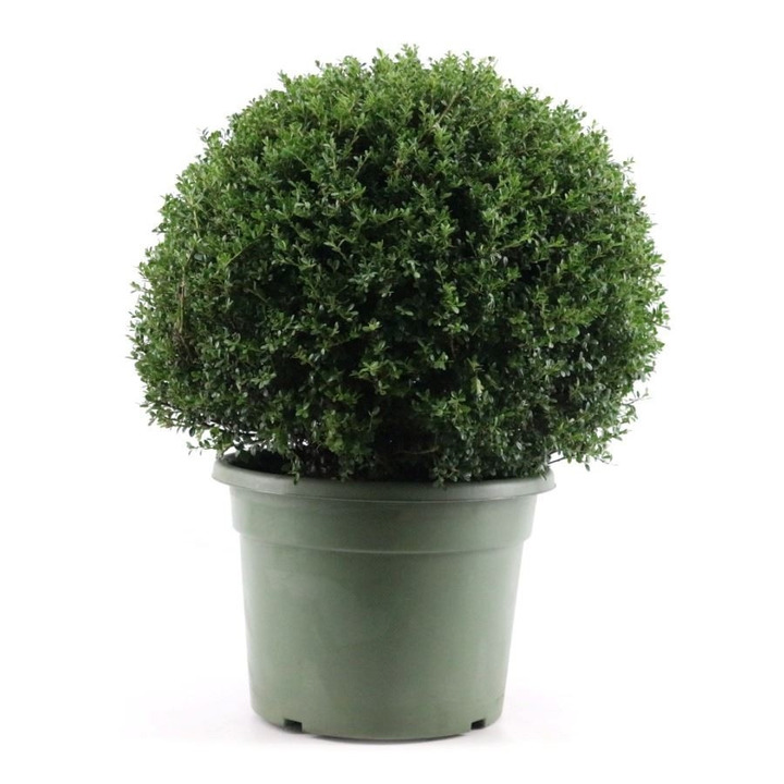 Rinčiuotasis bugienis (Lot Ilex crenata) 70 CM BALL C45-BUGIENIAI-KRŪMAI