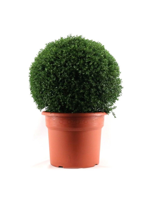 Rinčiuotasis bugienis (Lot Ilex crenata) 80-100 CM BALL C50-BUGIENIAI-KRŪMAI