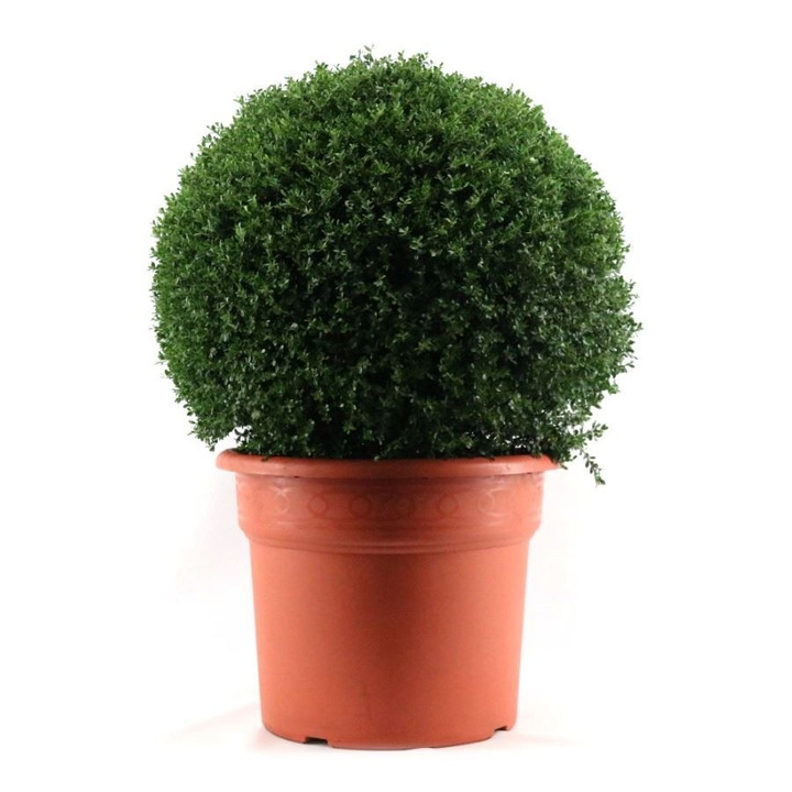Rinčiuotasis bugienis (Lot Ilex crenata) 80-100 CM BALL C50-BUGIENIAI-KRŪMAI