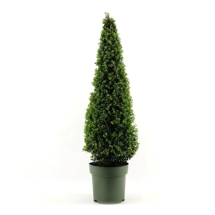 Rinčiuotasis bugienis (Lot Ilex crenata) 80-100 CM CONE C7,5/P26-BUGIENIAI-KRŪMAI