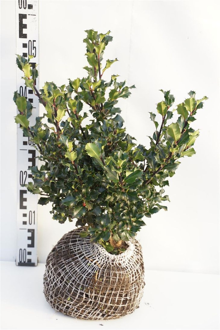 Bugienis (Lot Ilex mes.) 'Blue Angel' 30-40 CM RB-BUGIENIAI-KRŪMAI