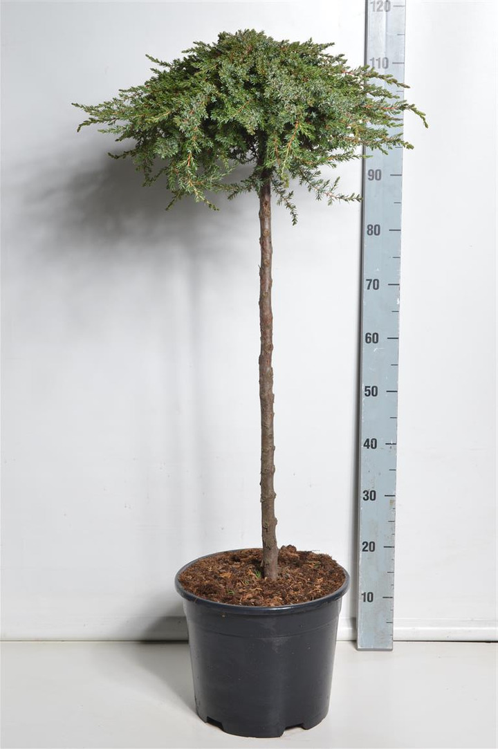 Kadagys paprastasis (Lot Juniperus comm.) 'Greenmantle' C12 STIEBAS 80 CM-KADAGIAI-SPYGLIUOČIAI