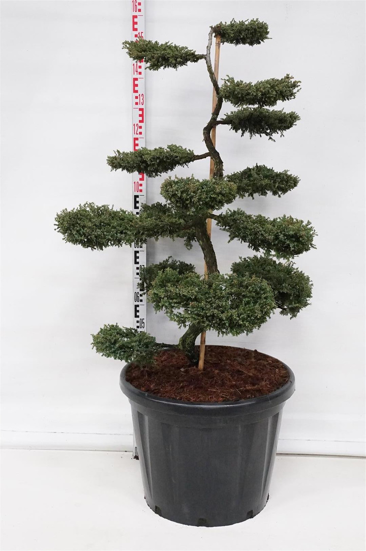 Kadagys paprastasis (Lot Juniperus comm.) 'Repanda' NIWAKI BONSAI 100-125 C80-KADAGIAI-SPYGLIUOČIAI