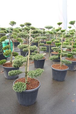 Kadagys paprastasis (Lot Juniperus comm.) 'Repanda' NIWAKI BONSAI 100-125 C80 - nuotrauka 2
