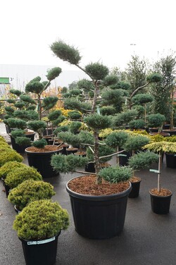 Tarpinis kadagys (Lot Juniperus pf.) 'Pfitzeriana Glauca' NIWAKI BONSAI 150-175 C180 - nuotrauka 2
