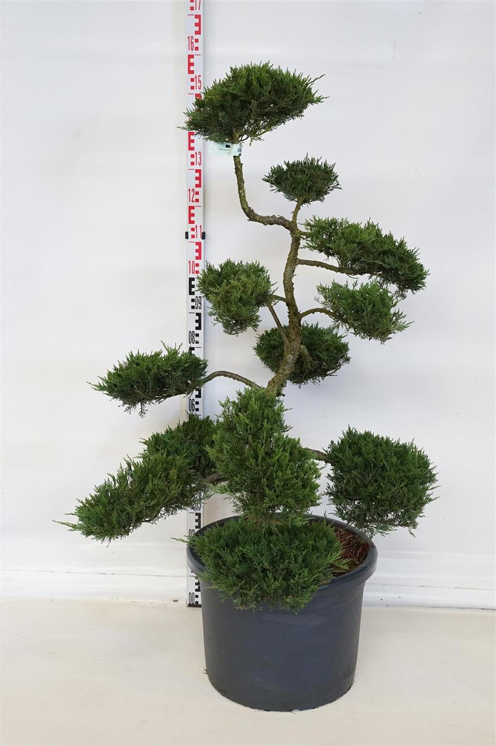 Kadagys kazokinis (Lot Juniperus sabina) 'Rockery Gem' NIWAKI BONSAI 120/+ C65-KADAGIAI-SPYGLIUOČIAI