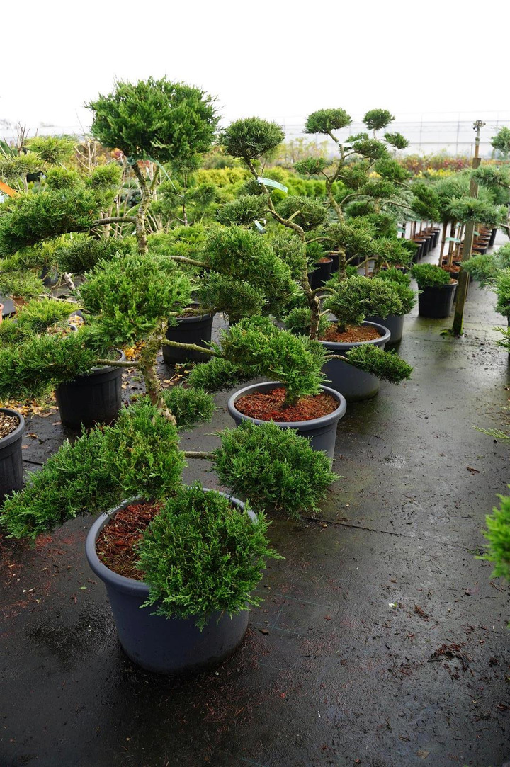 Kadagys kazokinis (Lot Juniperus sabina) 'Rockery Gem' NIWAKI BONSAI 120/+ C65-KADAGIAI-SPYGLIUOČIAI