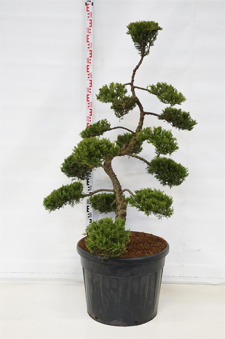 Kadagys kazokinis (Lot Juniperus sabina) 'Rockery Gem' NIWAKI BONSAI 120-140 C90-KADAGIAI-SPYGLIUOČIAI