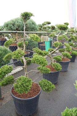 Kadagys kazokinis (Lot Juniperus sabina) 'Rockery Gem' NIWAKI BONSAI 120-140 C90 - nuotrauka 2