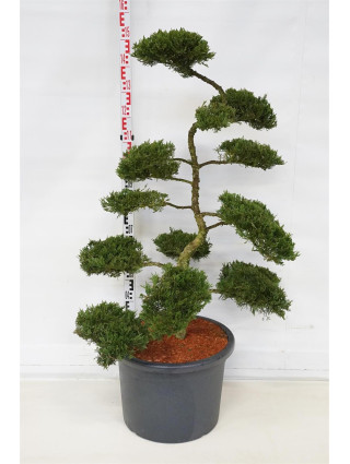 Kadagys kazokinis (Lot Juniperus sabina) 'Rockery Gem' NIWAKI BONSAI 100-125 C55-KADAGIAI-SPYGLIUOČIAI