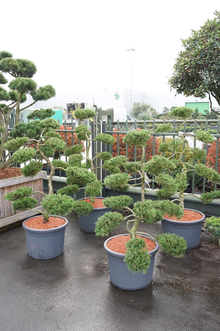 Kadagys kazokinis (Lot Juniperus sabina) 'Rockery Gem' NIWAKI BONSAI 100-125 C55-KADAGIAI-SPYGLIUOČIAI