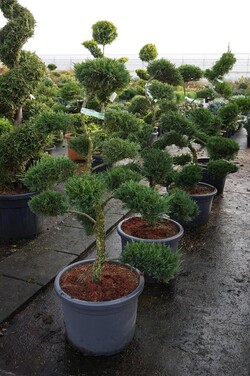 Kadagys kazokinis (Lot Juniperus sabina) 'Tam No Blight' NIWAKI BONSAI 100-125 C55 - nuotrauka 2