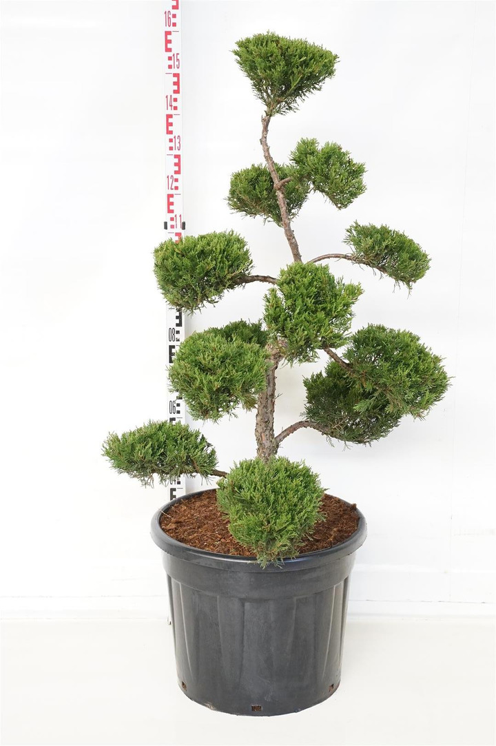 Kadagys kazokinis (Lot Juniperus sabina) 'Tam No Blight' NIWAKI BONSAI 100-125 C70-KADAGIAI-SPYGLIUOČIAI