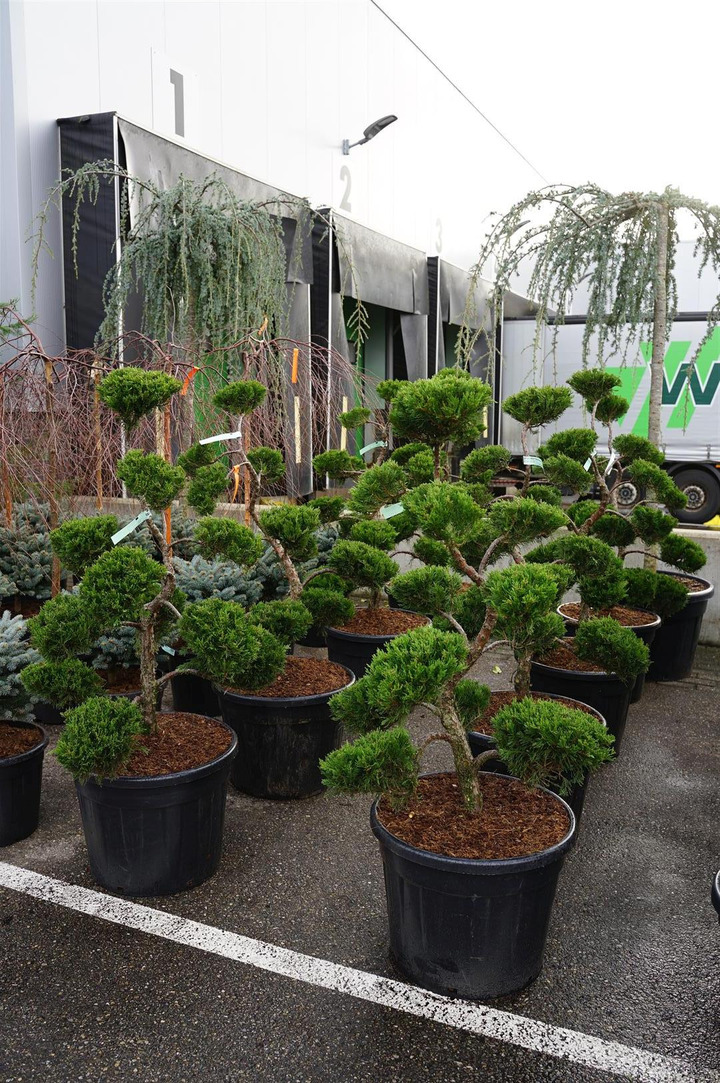Kadagys kazokinis (Lot Juniperus sabina) 'Tam No Blight' NIWAKI BONSAI 100-125 C70-KADAGIAI-SPYGLIUOČIAI