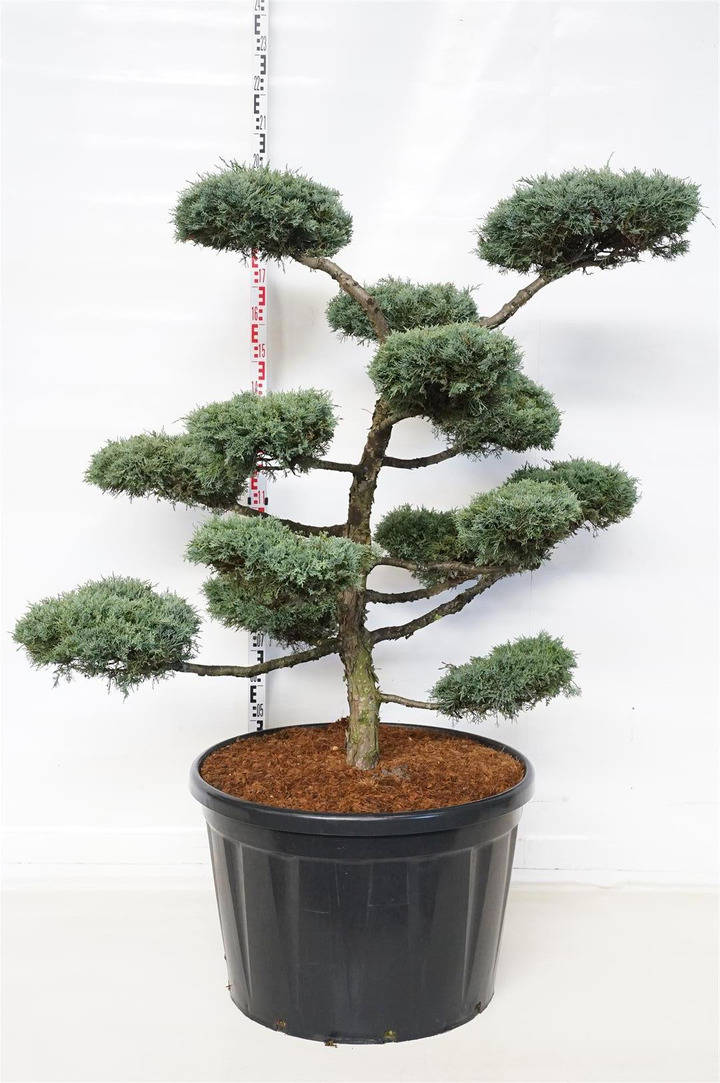 Virgininis kadagys (Lot Juniperus virg.) 'Grey Owl' NIWAKI BONSAI 150-175 C230-KADAGIAI-SPYGLIUOČIAI