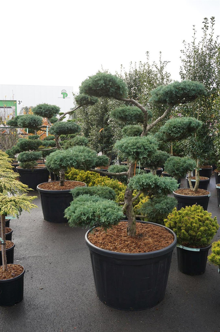 Virgininis kadagys (Lot Juniperus virg.) 'Grey Owl' NIWAKI BONSAI 150-175 C230-KADAGIAI-SPYGLIUOČIAI