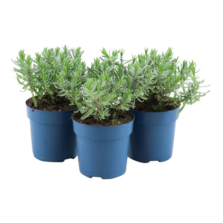 Tikroji levanda (Lot Lavandula ang.) 'Felice' P10.5 JAUNI AUGALAI 10-15 CM JAUNI AUGALAI-LEVANDOS-DAUGIAMETĖS GĖLĖS