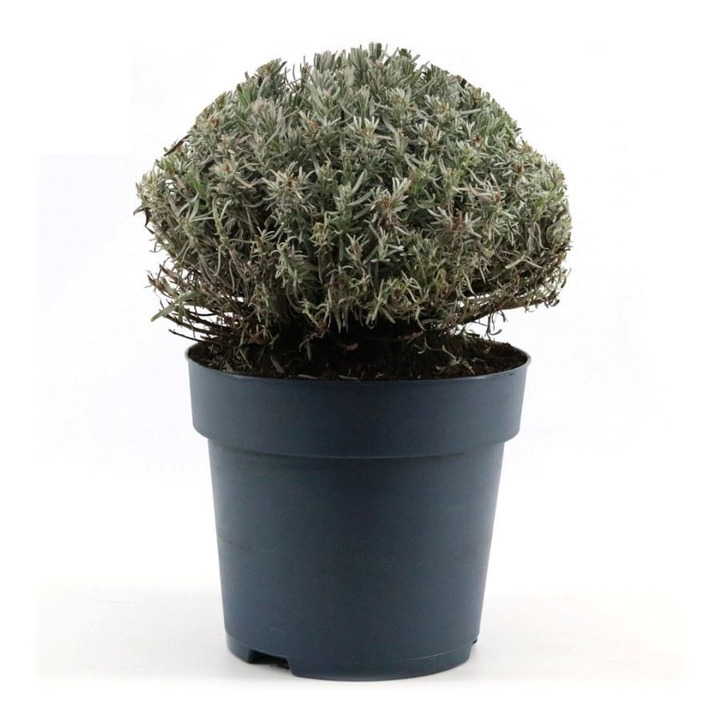 Tikroji levanda (Lot Lavandula ang.) 'Felice' C8/P27-LEVANDOS-DAUGIAMETĖS GĖLĖS