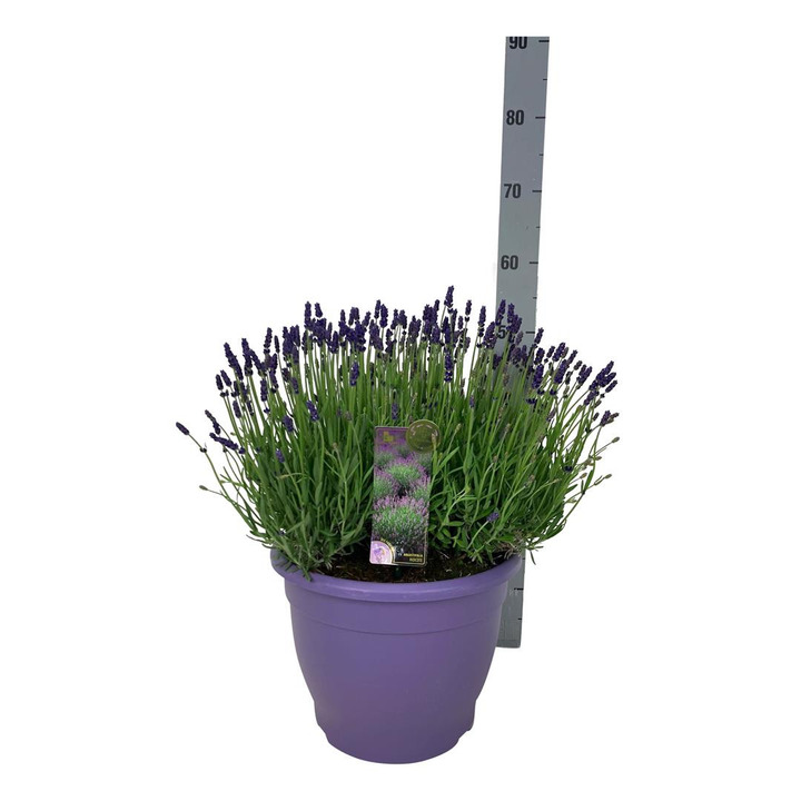 Tikroji levanda (Lot Lavandula ang.) 'Hidcote' P32 DECO-LEVANDOS-DAUGIAMETĖS GĖLĖS