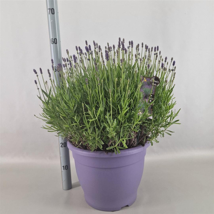 Tikroji levanda (Lot Lavandula ang.) 'Hidcote' P32 DECO-LEVANDOS-DAUGIAMETĖS GĖLĖS