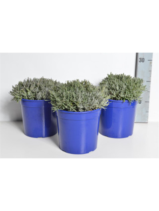 Tikroji levanda (Lot Lavandula ang.) 'Hidcote' C2,5/P18-LEVANDOS-DAUGIAMETĖS GĖLĖS