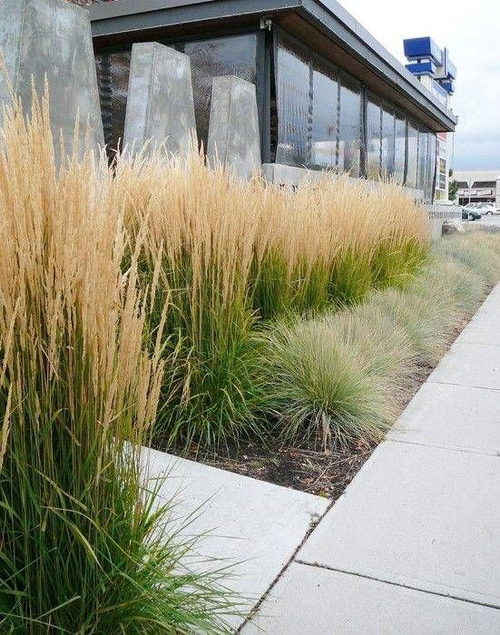 Smailežiedis Lendrūnas ( Lot. Calamagrostis Acutiflora) 'KARL FOERSTER'-LENDRŪNAI-SMILGOS - VARPINIAI AUGALAI