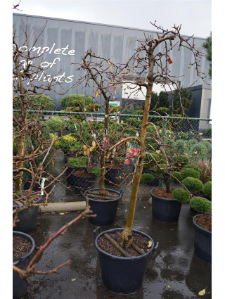 Naminė obelis (Lot Malus d.) 'Elstar' C65 OLD FRUIT TREE-OBELYS-VAISMEDŽIAI - VAISKRŪMIAI