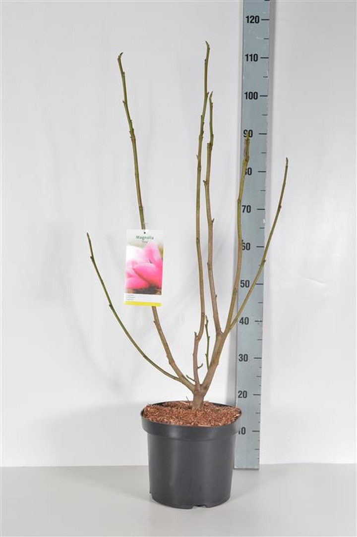 Magnolija (Lot Magnolia) 'Fire' C7,5/P26 60-80 CM-MAGNOLIJOS-KRŪMAI