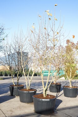 Magnolija (Lot Magnolia) 'Goldstar' C290 300-350 CM DAUGEKAMIENIS - nuotrauka 2