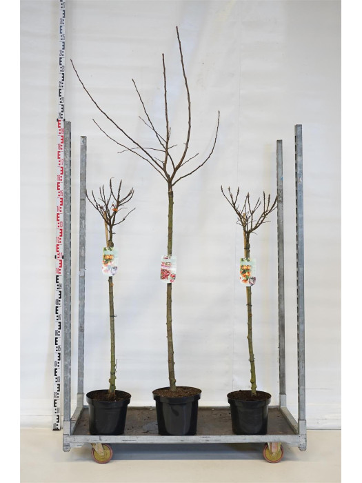 Obelis MIX (Lot Malus in) MIX CC STEMS 2x6 'Fontana' & ' Red Sentinel' 120 CM STEM C10 & 1x6 'Pomzai' C7,5/P26 STIEBAS
