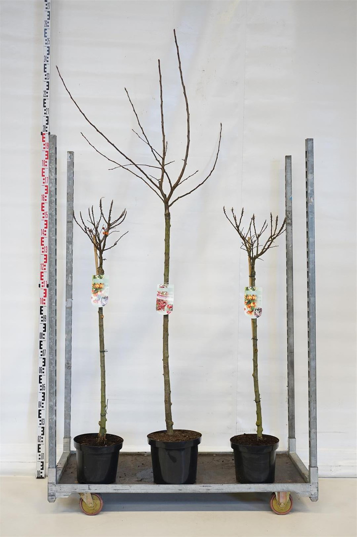 Obelis MIX (Lot Malus in) MIX CC STEMS 2x6 'Fontana' & ' Red Sentinel' 120 CM STEM C10 & 1x6 'Pomzai' C7,5/P26 STIEBAS