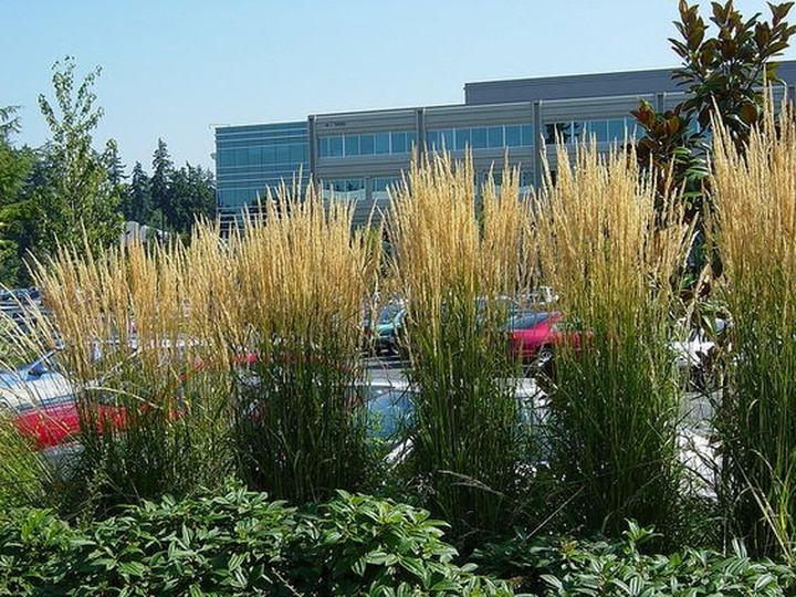 Smailežiedis Lendrūnas ( Lot. Calamagrostis Acutiflora) 'KARL FOERSTER'-LENDRŪNAI-SMILGOS - VARPINIAI AUGALAI