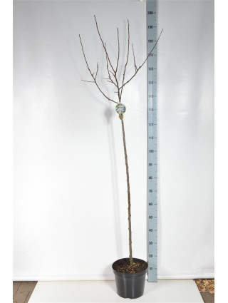 Obelis (Lot Malus) 'Red Sentinel' C7,5/P26 STIEBAS 120 CM 2JR-OBELYS-VAISMEDŽIAI - VAISKRŪMIAI