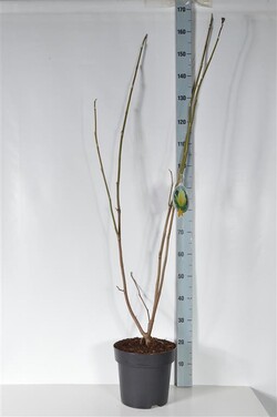 Magnolija (Lot Magnolia) 'Yellow River' C7,5/P26 80-100 CM - nuotrauka 2