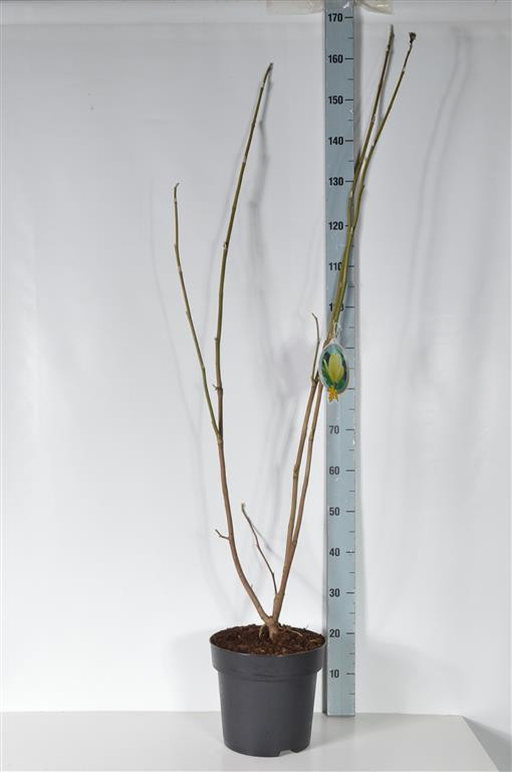 Magnolija (Lot Magnolia) 'Yellow River' C7,5/P26 80-100 CM-MAGNOLIJOS-KRŪMAI