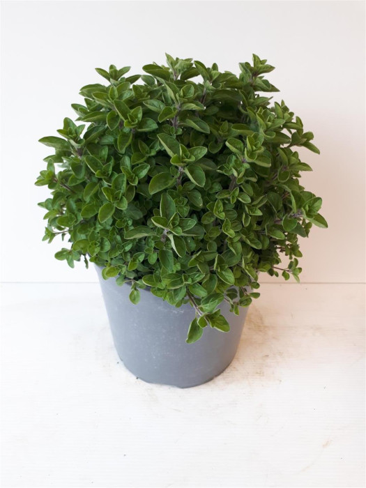 Paprastasis raudonėlis (Lot Origanum vulgare) C2,5/P18-KITI-DAUGIAMETĖS GĖLĖS