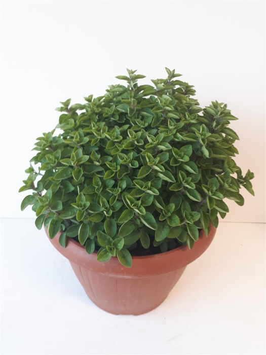 Paprastasis raudonėlis (Lot Origanum vulgare) C6/P25-KITI-DAUGIAMETĖS GĖLĖS