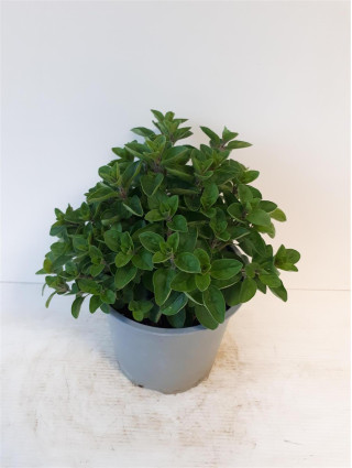 Paprastasis raudonėlis (Lot Origanum vulgare) C1,5/P14 ITAL.
