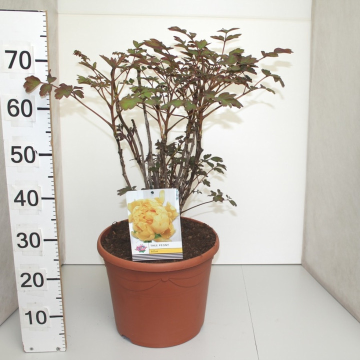 Bijūnai krūminiai MIX (Lot Paeonia suffr.