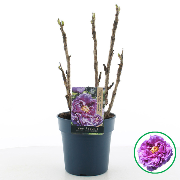 Bijūnai krūminiai MIX (Lot Paeonia suffr.