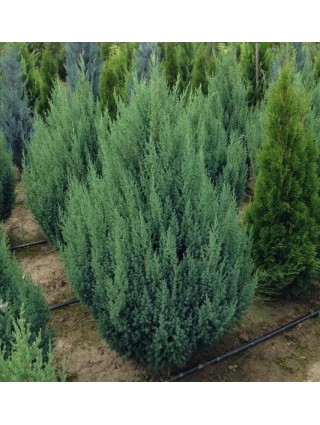 Kadagys Kininis (Lot Juniperus Chinensis) 'STRICTA' C3 40-50CM-KADAGIAI-SPYGLIUOČIAI