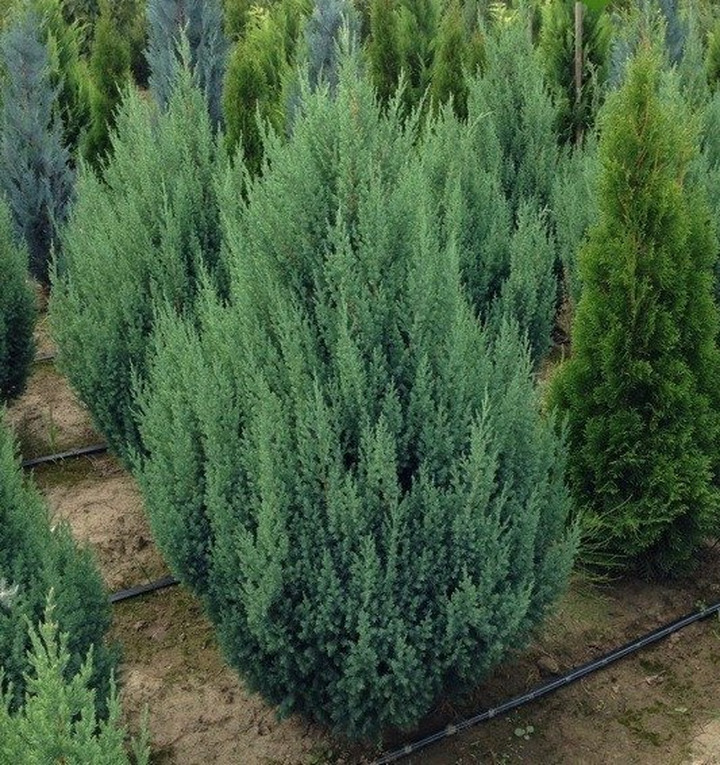 Kadagys Kininis (Lot Juniperus Chinensis) 'STRICTA' C3 40-50CM-KADAGIAI-SPYGLIUOČIAI